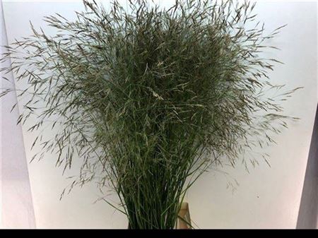 <h4>Siergras Sorghum A Panselaria</h4>