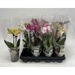 PHAL GEM