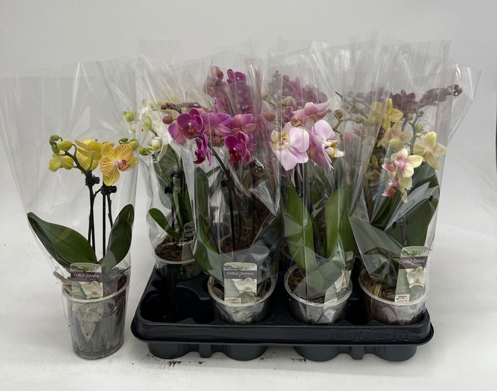 <h4>PHAL GEM</h4>