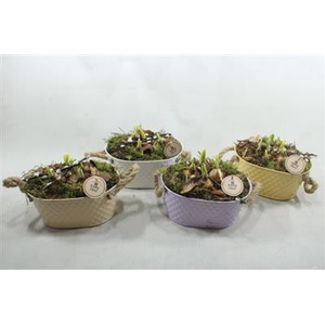 3823 ZINK OVAAL MIX MINT