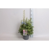 vaste planten 19 cm  Delphinium elatum Delphina Light Blue White Bees