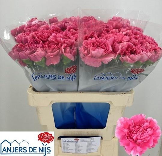 <h4>DI ST YUKARI CERISE</h4>