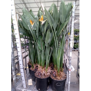 Strelitzia reg.