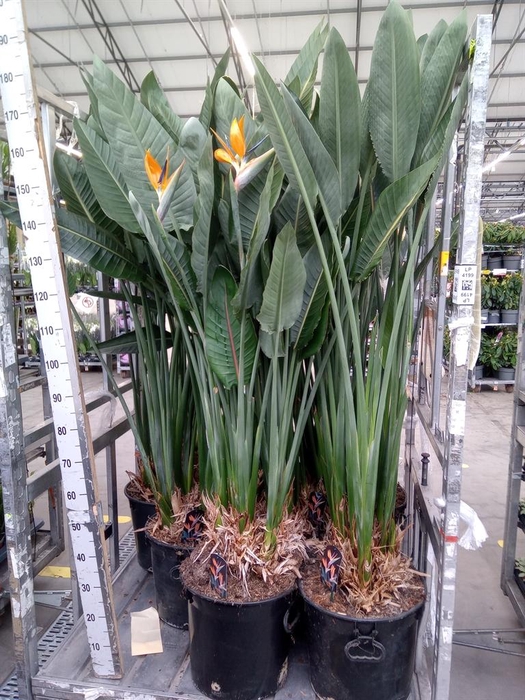 <h4>Strelitzia reg.</h4>