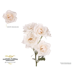 Rosa spray garden white majolica