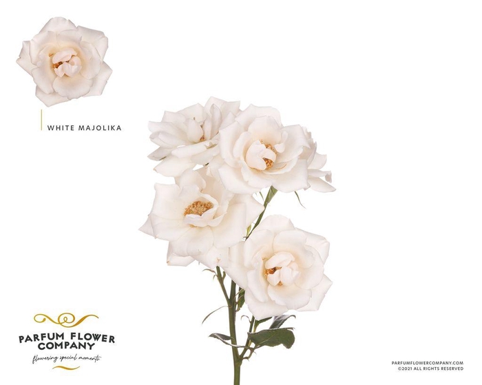 <h4>Rosa spray garden white majolica</h4>
