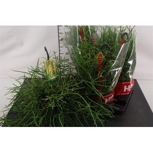 Hp Rhipsalis 15 Cm. H. P. Pulchra