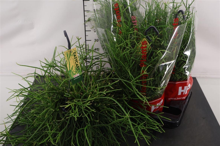 <h4>Hp Rhipsalis 15 Cm. H. P. Pulchra</h4>