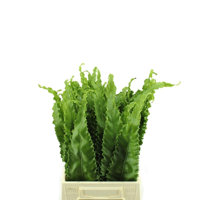 <h4>Asplenium Osaka</h4>