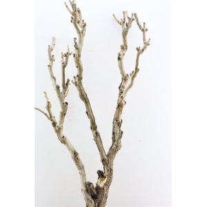 Seringenhout 90cm P/tk
