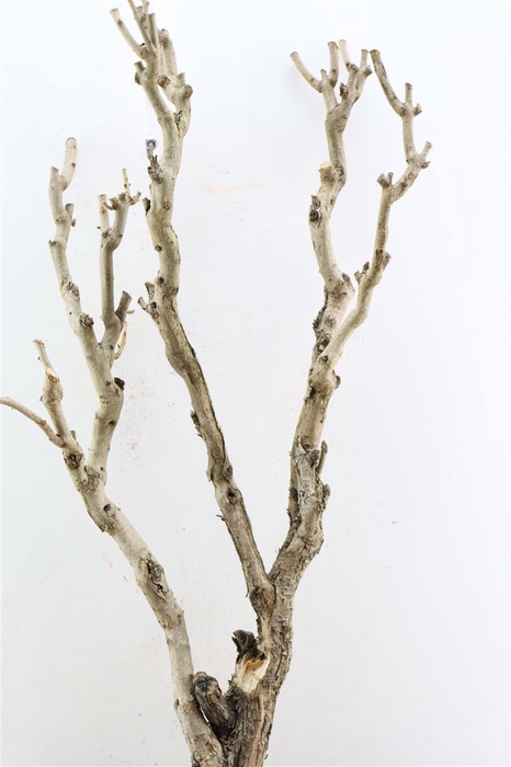 <h4>Seringenhout 90cm P/tk</h4>