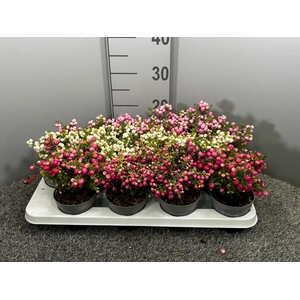 Gaultheria