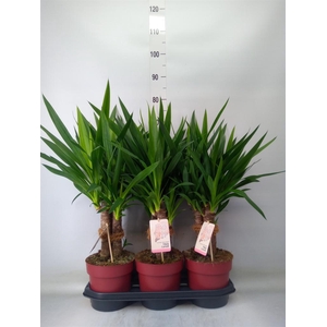 Yucca elephantipes   ...