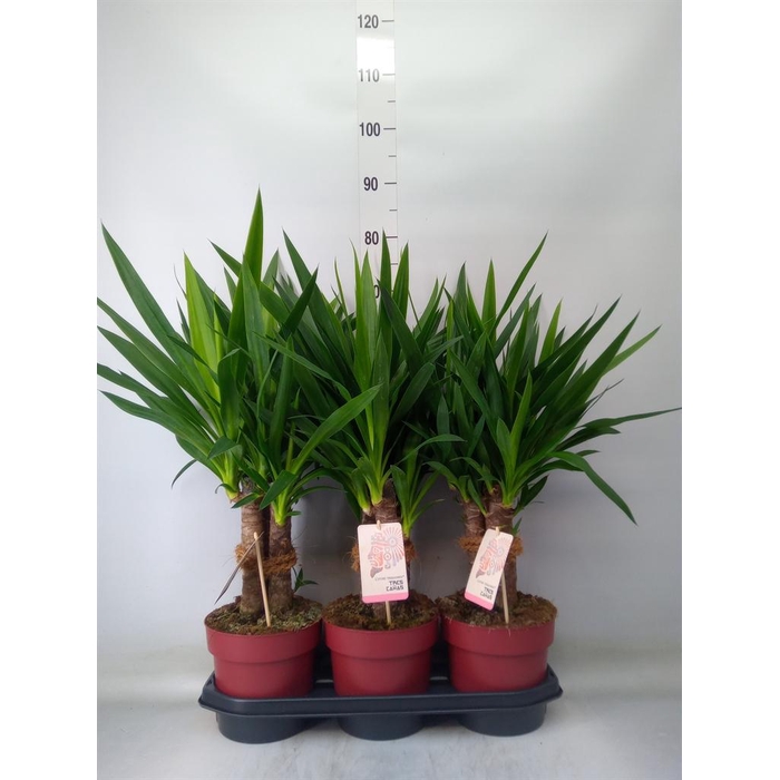 <h4>Yucca elephantipes   ...</h4>