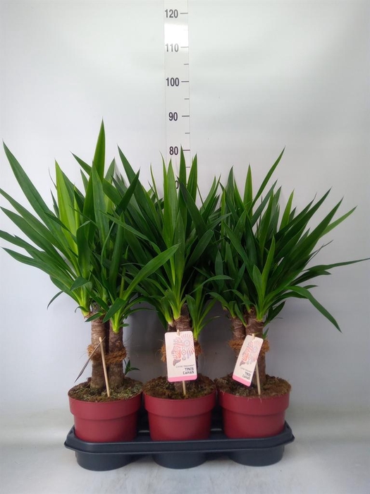 Yucca elephantipes   ...