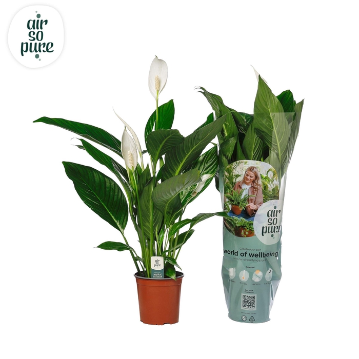 <h4>Spathiphyllum  'Bingo Cupido'</h4>