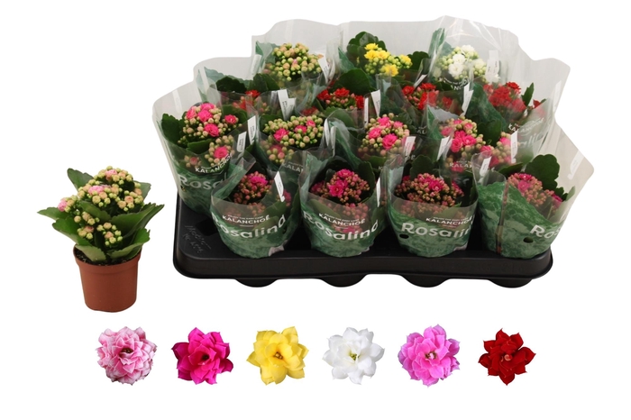 <h4>KAL GE RO GEM 6 KL</h4>