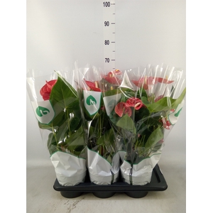 Anthurium andr. 'Madural'