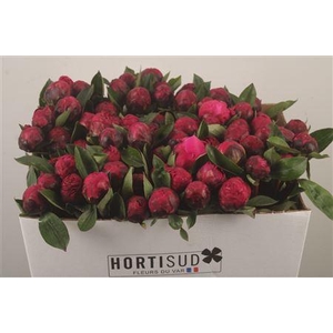 Paeo L Red Sarah Bernhard