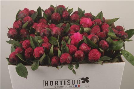 <h4>Paeo L Red Sarah Bernhard</h4>