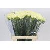 Dianthus St Poirot Giallo