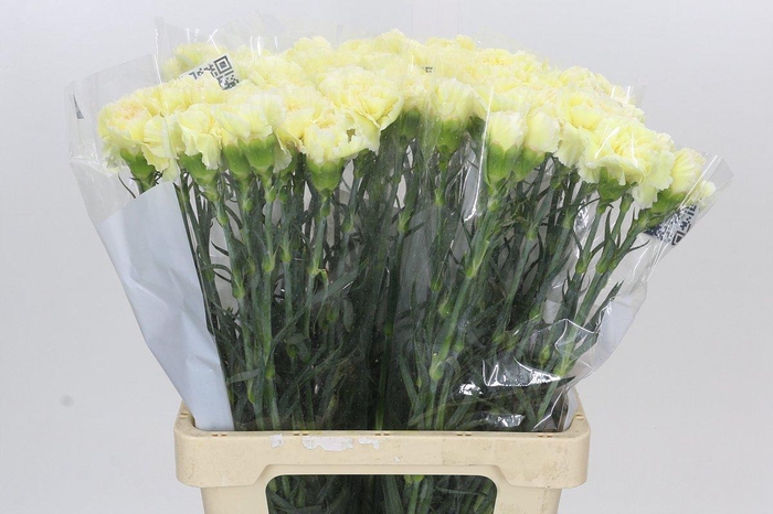 <h4>Dianthus St Poirot Giallo</h4>
