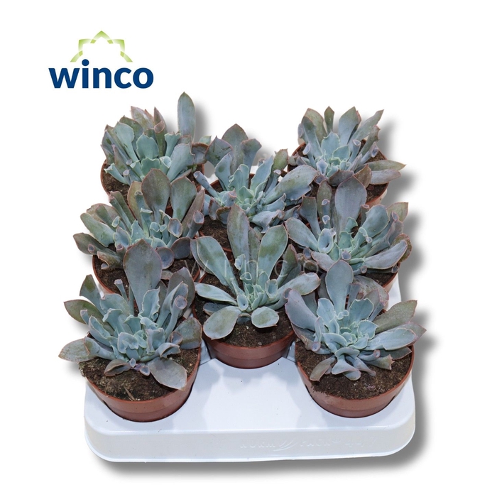 <h4>Echeveria Trumpet</h4>