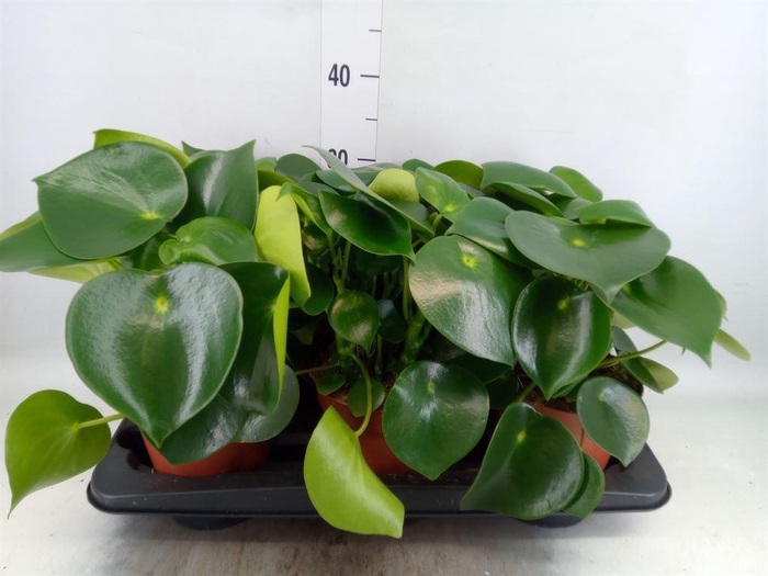 <h4>Peperomia polybotrya 'Raindrop'</h4>