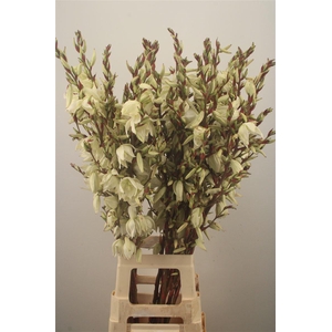 YUCCA VERTAKT