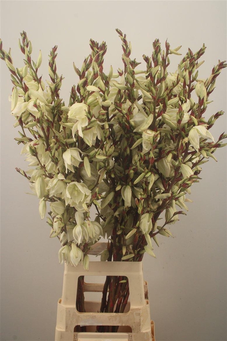 <h4>YUCCA VERTAKT</h4>