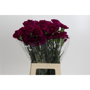 Dianthus St Yukari Violet