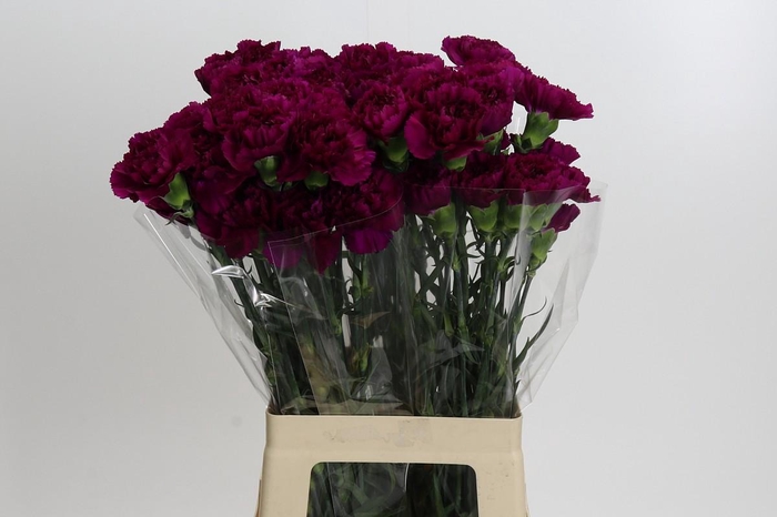 <h4>Dianthus St Yukari Violet</h4>