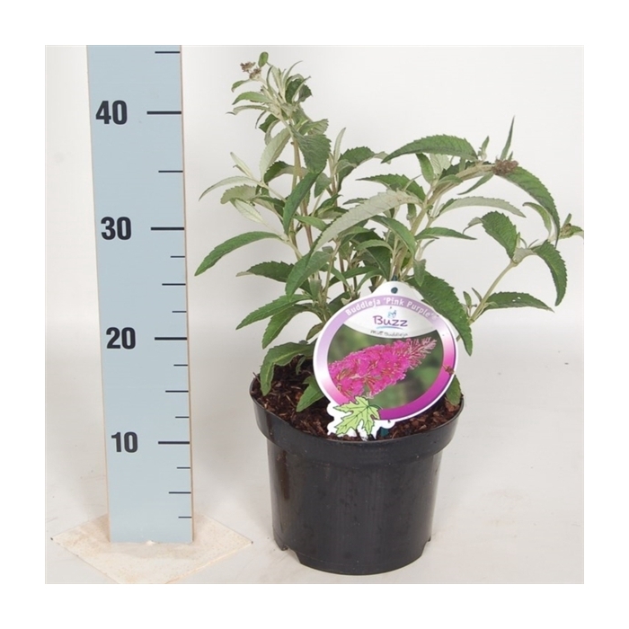 <h4>Buddleja Buzz Pink Purple</h4>