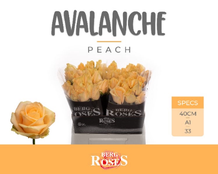 <h4>R Gr Avalanche Peach</h4>