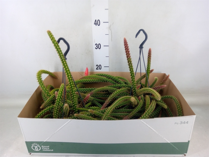 <h4>Aporocactus flagelliformis</h4>
