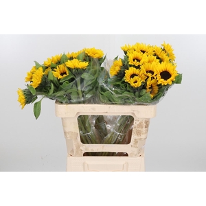 Helian An Orange Fir