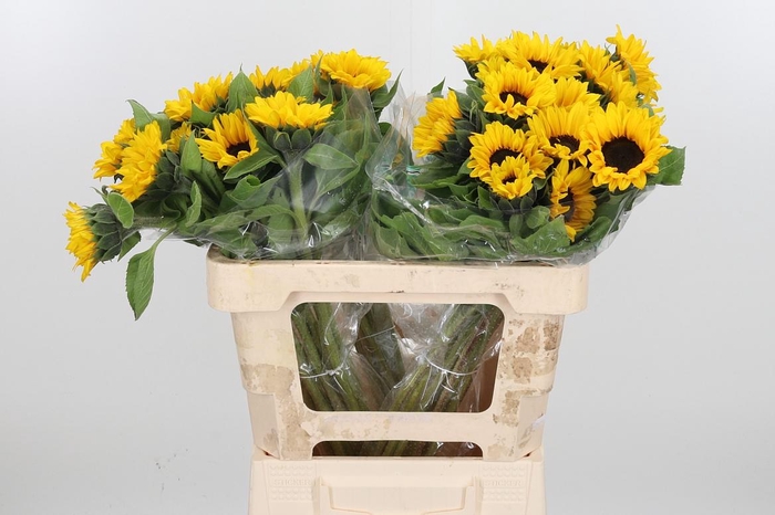 <h4>Helian An Orange Fir</h4>