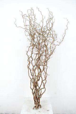 <h4>CORYL AV CONTORTA</h4>