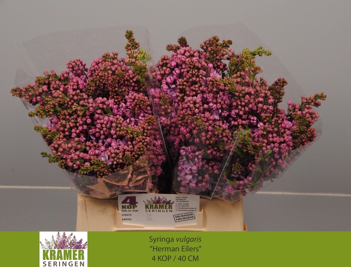 <h4>SYR V HERMAN EILERS</h4>