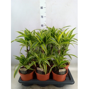 Dracaena fr de 'LemonLime'