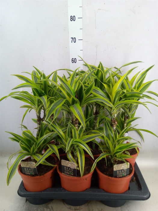 <h4>Dracaena fr de 'LemonLime'</h4>
