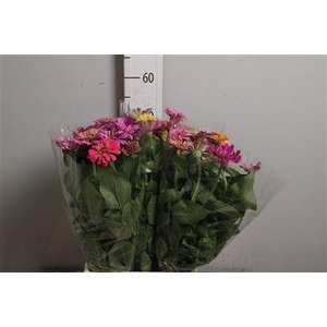 Zinnia Mix