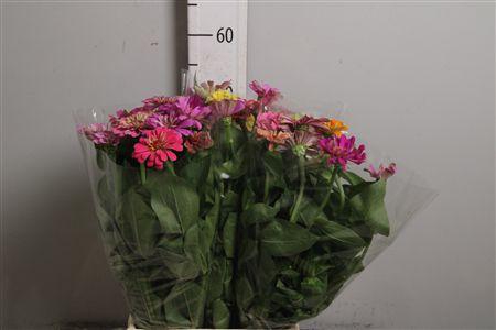 <h4>Zinnia Mix</h4>