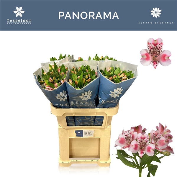 <h4>Alstroemeria Panorama 55gr</h4>