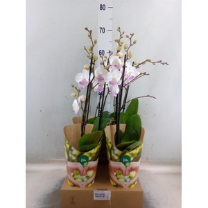 Phalaenopsis   ...white