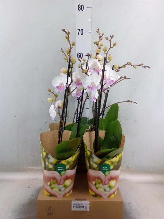 <h4>Phalaenopsis   ...white</h4>