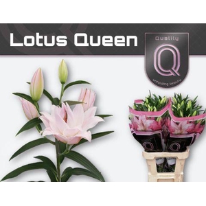 LI OR DU LOT QUEEN 2 pit