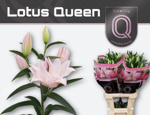 <h4>LI OR DU LOT QUEEN 2 pit</h4>