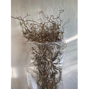 Corylus Av Contorta