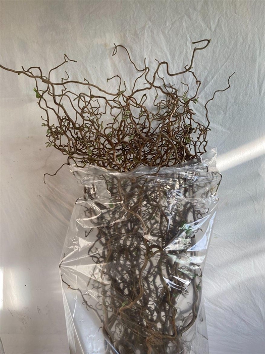 <h4>Corylus Av Contorta</h4>